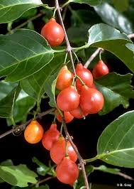 Image result for Salacia