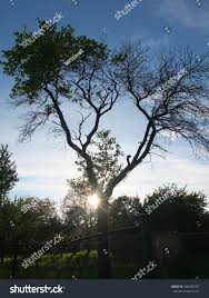 One of our viewers sent a link to his video with just this problem and. Half Dead Half Alive Tree Royalty Free Stock Photo 340425101 Avopix Com