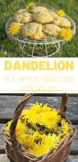 We did not find results for: How To Make Delightful Dandelion Lemon Biscuits Craft Invaders