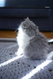 British Longhair Lynn Chaton Mignon Bicolore Bleu Et Blanc British Longhair Du Clos D Eugenie Elevage De Chat British Pretty Cats Cats Kittens And Puppies