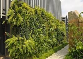 Ada banyak jenis pagar untuk rumah minimalis yang bisa diaplikasikan, mulai dari desain pagar bambu, desain pagar tembok, besi, kayu, maupun. 8 Tanaman Untuk Pagar Rumah Minimalis Paling Indah Rumahlia Com