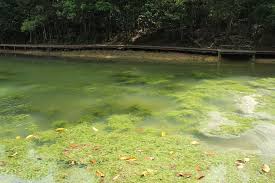 Image result for Mayacaceae