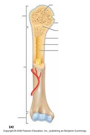 A long bone has two parts: Anat Physh Chapter 6 Long Bone Labelling Diagram Quizlet