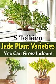5 Tolkien Jade Plant Varieties You Can Grow Indoors Jade Plants Plants Succulent Garden Diy