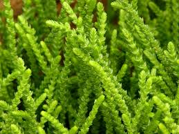 Crassula ovata undulata 'wave jade. Watch Chain Plant Princess Pine Crassula Muscosa 4 5 Pot Walmart Com Walmart Com
