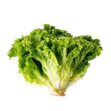 Start seeds outdoors in early spring, sow seeds in finely worked soil in full sun. Lettuce Grow Seedling Muir Summer Lettuce