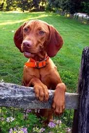 Why Is My Dog So Clingy All Of A Sudden In 2020 Vizsla Dog Breed Vizsla Dogs Dog Breeds
