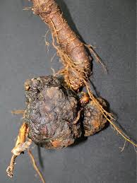 Image result for Rhizobium radiobacter, syn. Agrobacterium tumefaciens