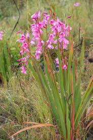 Image result for Watsonia borbonica