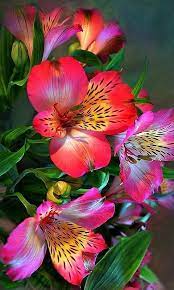 Alstroemeria Egzotik Cicekler Cicek Bitki