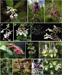 Image result for Stachys aculeolata