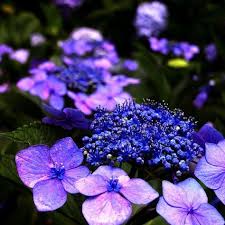 Garten Tipps Hortensien Mit Bildern Blumenbilder Schone Blumen Lila Blumen