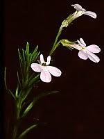 Image result for Lobelia chireensis
