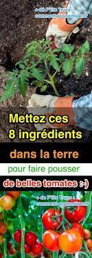 Les pieds doivent être bien développés et la tige doit principale doit faire la circonférence d'un crayon. 8 Ingredients Pour Faire Pousser De Belles Tomates Comment Planter Des Tomates Cultiver Des Tomates Planter Tomates