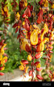 Image result for Thunbergia mysorensis