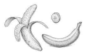 How To Draw A Banana Banana Sketch Fruits Drawing Banana