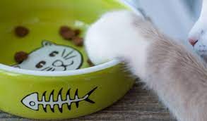 There's a reason most of your vape juices have a warning on them: Pets And Vaping What S The Risk Ashtray Blog