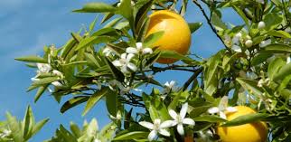 Resultado de imagem para angiosperma