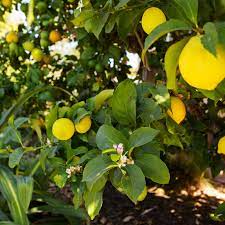 Check spelling or type a new query. How To Grow Meyer Lemon Trees