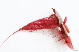 Image result for Phyllanthus retinervis