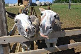 It's set out to allow visitors as much contact with the animals as possible. Parc Animalier St Clar Photo De Le Vallon Des Kangourous L Isle Bouzon Tripadvisor