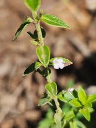 Image result for Micromeria imbricata