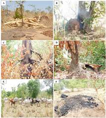 Image result for Macledium sessiliflorum