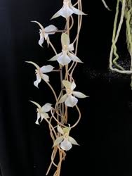 Image result for Aerangis kotschyana