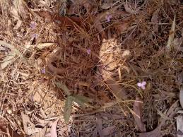 Image result for Canscora kirkii