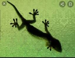 Pasti cicak akan mati dibunuh. Bersyukur Ada Bau Cicak Mati