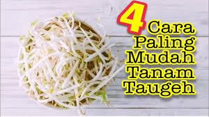 Pelajari di sini tips dan cara cepat gemuk dalam waktu singkat 1 minggu dengan metode alami. 4 Cara Paling Mudah Tanam Taugeh Youtube