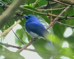 Image result for Monotes hypoleucus