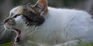 Il suffit de trouver le docteur qui a envie de vous guérir. Pourquoi Mon Chat Vomit Les Causes Possibles Et Les Traitements