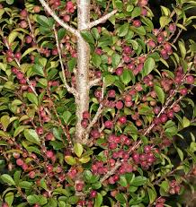 Image result for Myrsine africana