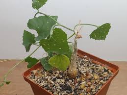 Image result for Corallocarpus bainesii