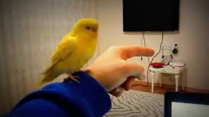 Egitimli Lutino Youtube Pets