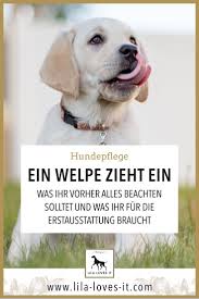 ein welpe zieht ein was ist wichtig lila loves it welpen hundewelpen hundepflege