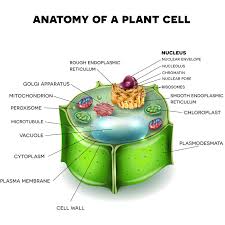 Maybe you would like to learn more about one of these? Plant Tissue Systems Vector Illustration Labeled Biology Structure Scheme Stock Vector Illustration Of Mitosis Flower 160043101