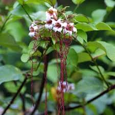 Image result for Strophanthus