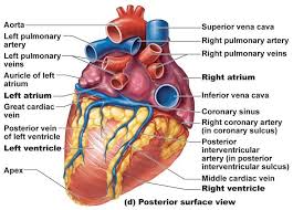 image heart anatomy posterior surface view with labels