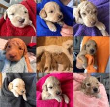 Black english goldendoodle from moss creek goldendoodles. Top 6 Goldendoodle Breeders In Florida 2021 We Love Doodles