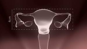 Image result for uterus