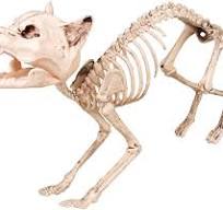 Skelet Kat Halloween Decoratie (60 cm lang)