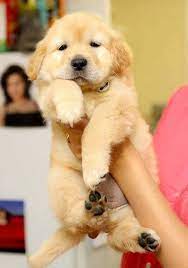 Golden Retriever Puppy 3 Retriever Puppy Golden Retriever Cute Dogs