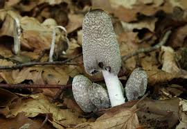 Image result for Coprinus lagopus