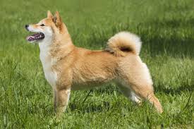 ɕiba inɯ) is a breed of hunting dog from japan. Hunderasse Shiba Inu Im Rasseportrait Edogs De Magazin