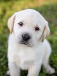10 Dog Breeds That Have The CUTEST Puppies Ever