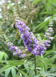 Also, a common trait of many flowers that attract hummingbirds is they are long and tubular. Flowers That Attract Butterflies Chasteberry Bush Plants That Attract Butterflies Small Ornamental Trees Flowers That Attract Butterflies