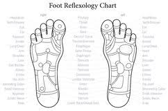 Reflexology Chart Stock Illustrations 99 Reflexology Chart