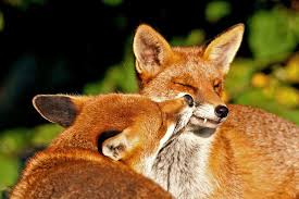 Some breeders think a mating tie increases the odds of a successful pairing (though it isn't necessary for one). Red Fox Breeding Mating Monogamy Wildlife Online